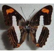 ADELPHA THESSALIA